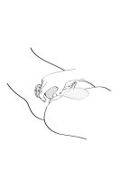 Shunga Sanya Raspberry