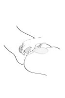 Shunga Sanya Light Pink