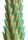 XR Brands Stegosaurus Cactus Reptile Silicone Dildo green