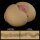 Lovetoy Pussy Streetgirl Masturbator #11 Vagina-Anus