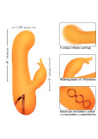 CalExotics California Dreaming Montecito Muse Orange