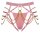 You2Toys Bad Kitty Thong Pink S-L